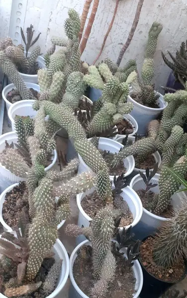 عکس کاکتوس تیغ سگی
