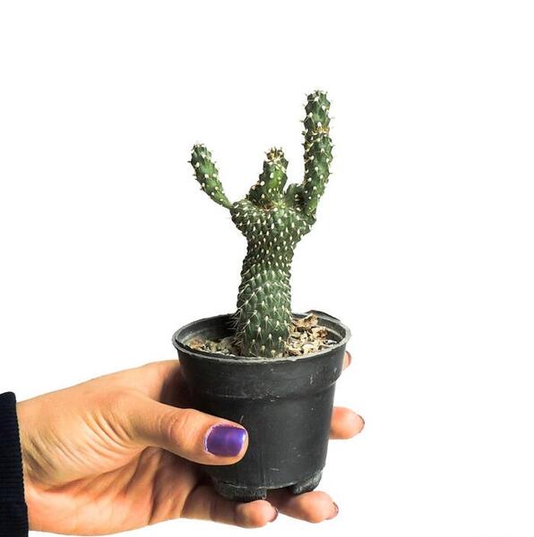 عکس کاکتوس تیغ سگی