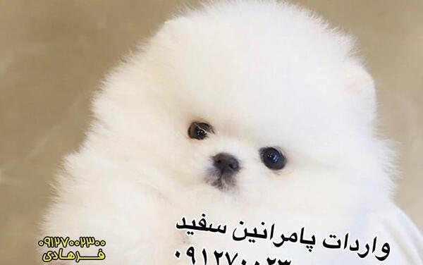 عکس سگ پشمالو فروشی