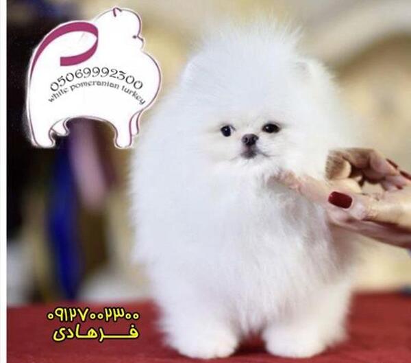 عکس سگ پشمالو فروشی