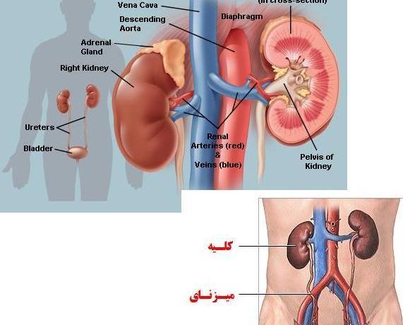 عکس روز جهانی حمایت از بیماران کلیوی
