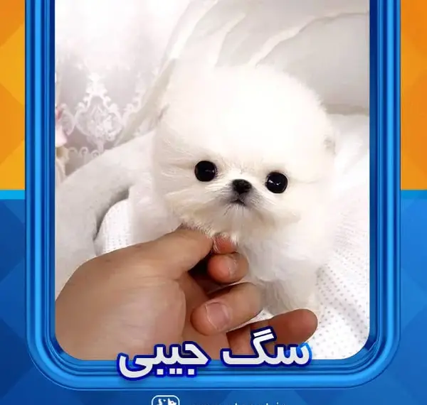 عکس سگ مینیاتوری سفید پشمالو