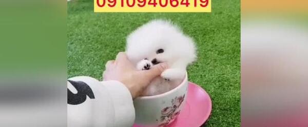 عکس سگ جیبی پشمالو سفید