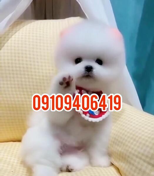عکس سگ جیبی پشمالو سفید