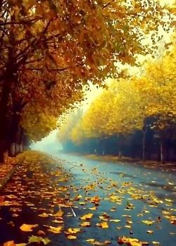 عکس استوری طبیعت پاییز
