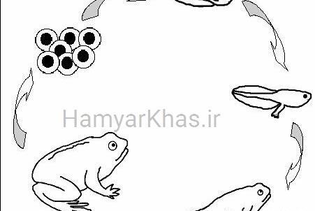 عکس نقاشی ساده قورباغه