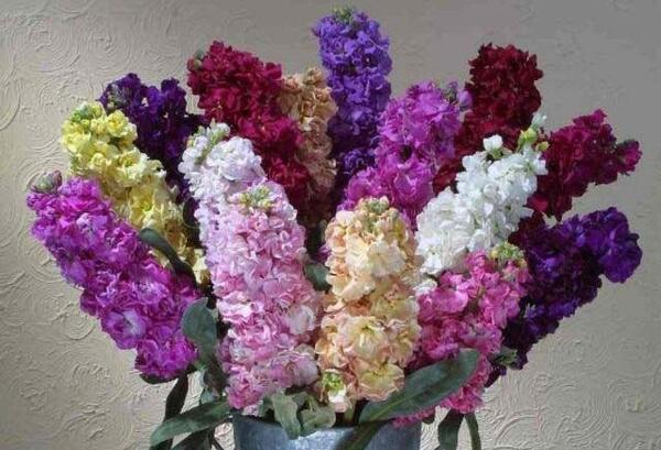 عکس نقاشی گل شب بو