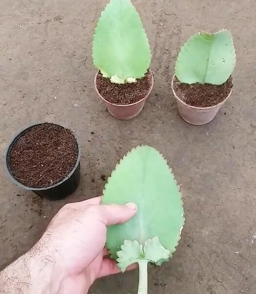 عکس کاکتوس اشک تمساح