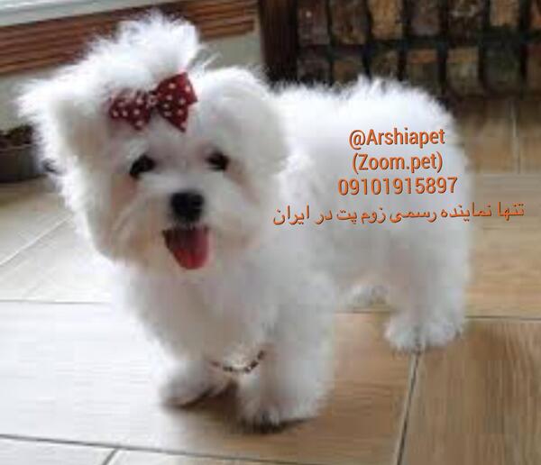 عکس سگ پشمالو کوچولو فروشی