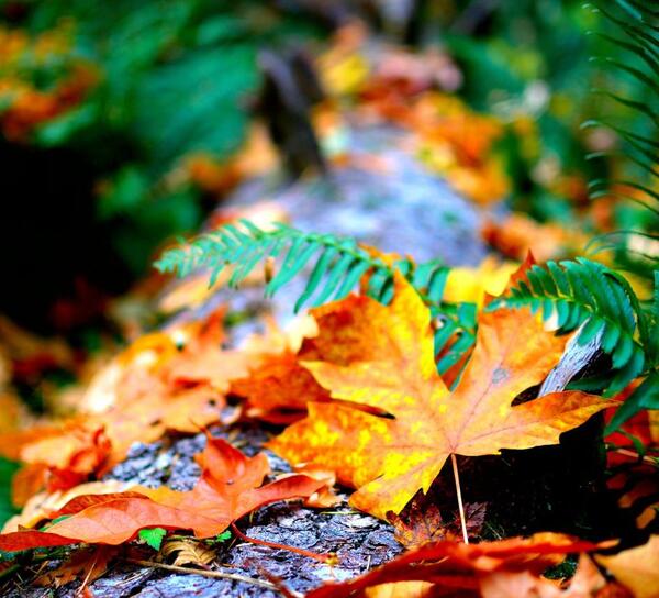 عکس گوشی اپل شیائومی