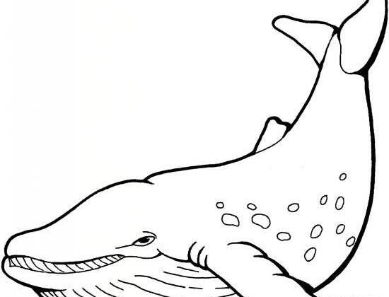 عکس نقاشی ساده نهنگ
