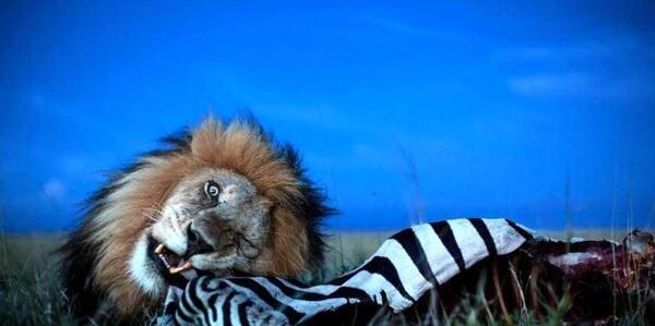 عکس روز جهانی جنگل