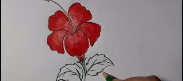 عکس نقاشی گل شمعدانی با مداد رنگی