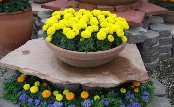 عکس گلهای پاییزی