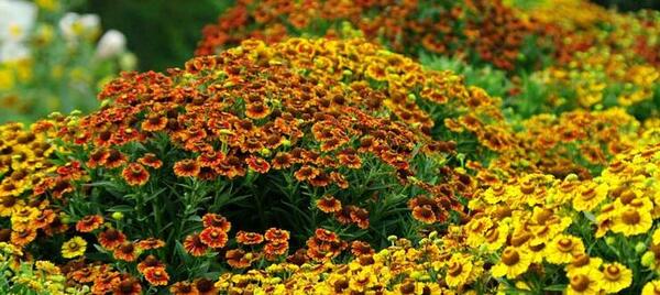 عکس گلهای پاییزی
