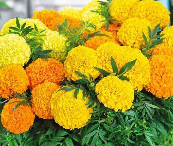 عکس گلهای پاییزی