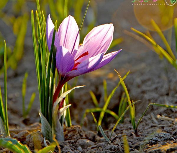 عکس گلهای پاییزی