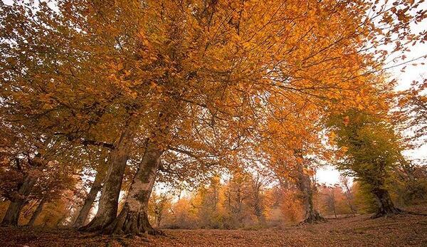 عکس پاییز کلاردشت