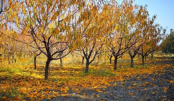 عکس پاییزی طبیعت همدان