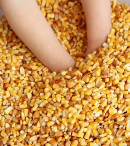عکس نقاشی ذرت زیبا