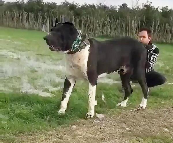 عکس سگ سرابی که در مشهد کشته شد