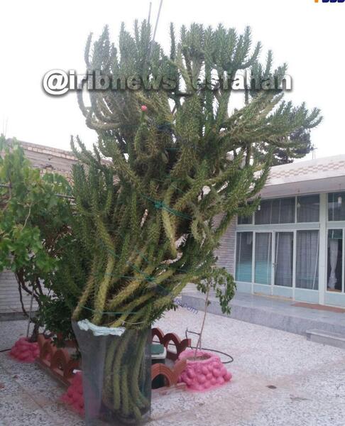 عکس کاکتوس آمریکایی