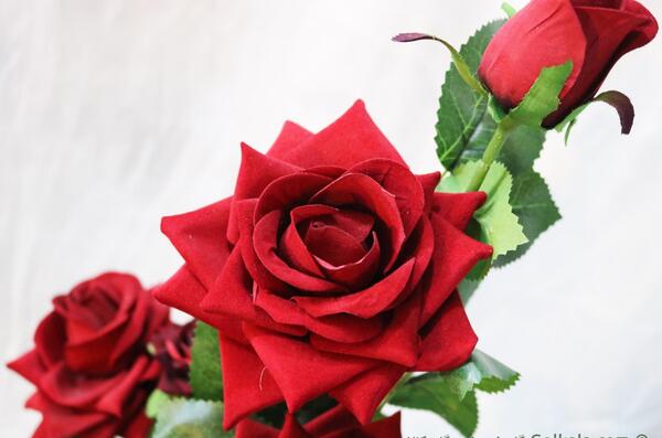 عکس نقاشی زیبا گل رز