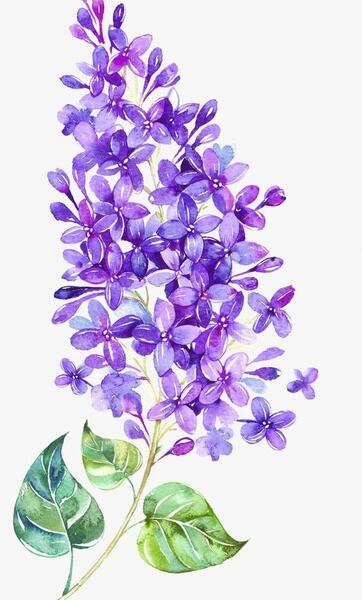 عکس نقاشی گل یاس بنفش کودکانه