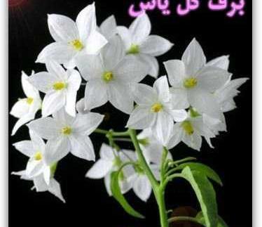 عکس نقاشی گل یاس بنفش کودکانه