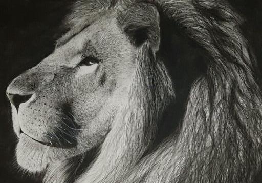عکس نقاشی سیاه قلم شیر ساده