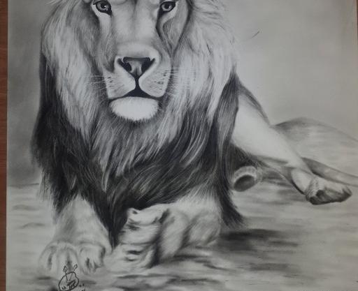 عکس نقاشی سیاه قلم شیر ساده