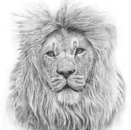 عکس نقاشی سیاه قلم شیر ساده