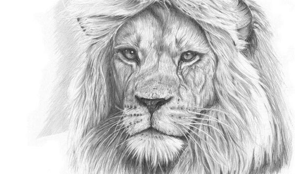 عکس نقاشی سیاه قلم شیر ساده