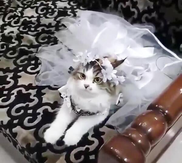 عکس گربه عروس داماد