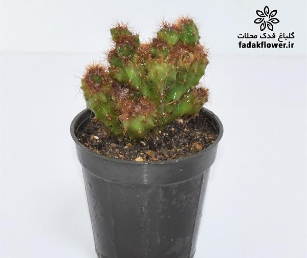 عکس کاکتوس صخره ای