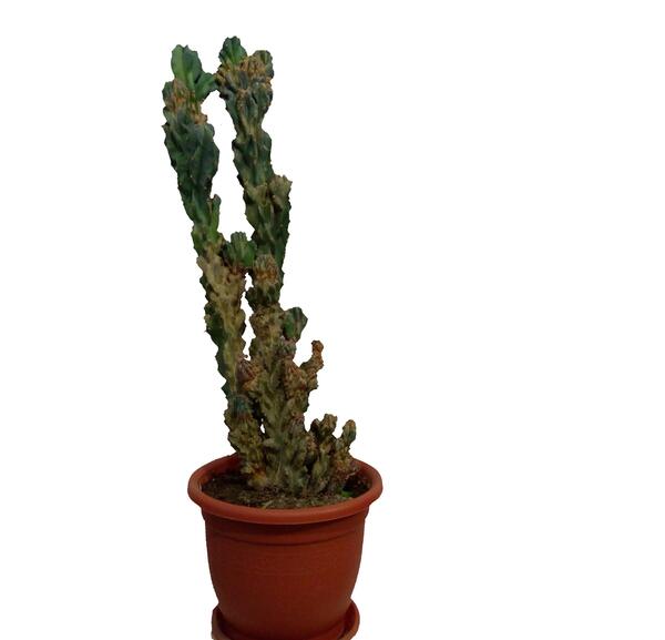 عکس کاکتوس صخره ای
