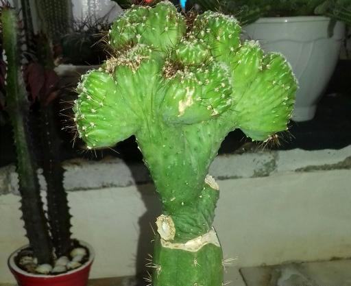 عکس کاکتوس صخره ای