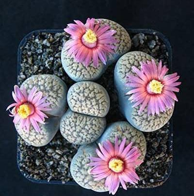 عکس کاکتوس صخره ای