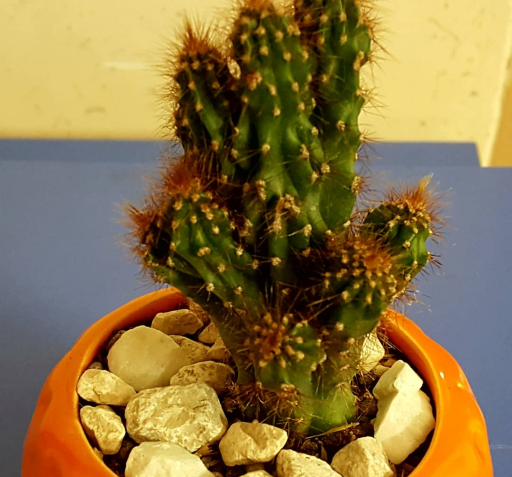 عکس کاکتوس صخره ای