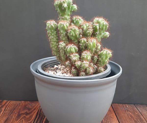 عکس کاکتوس صخره ای