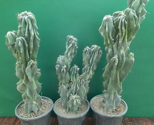عکس کاکتوس صخره ای