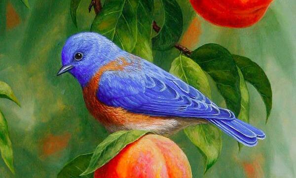 عکس نقاشی زیبا پرنده