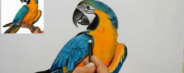 عکس نقاشی زیبا پرنده