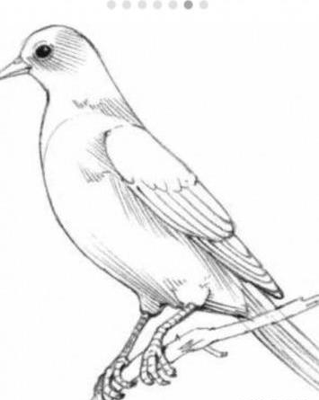 عکس نقاشی زیبا پرنده