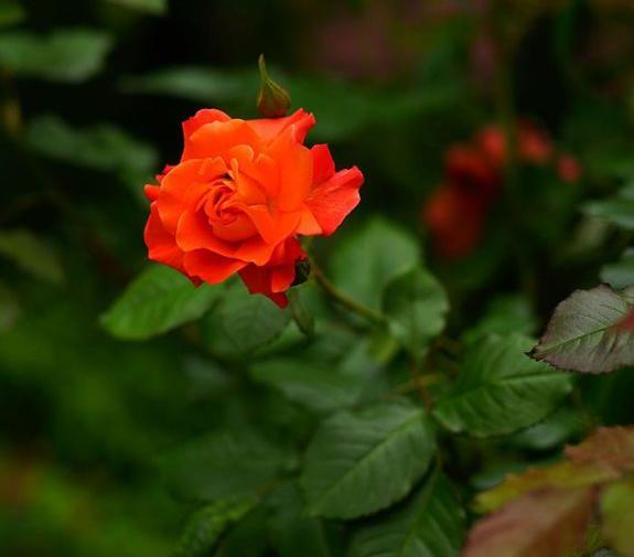 عکس برای پروفایل واتساپ گل خدا
