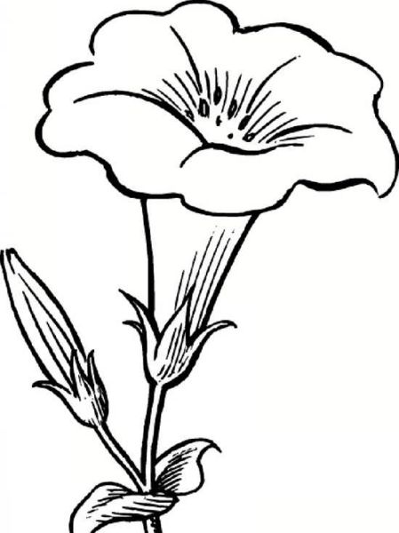 عکس نقاشی گل خام