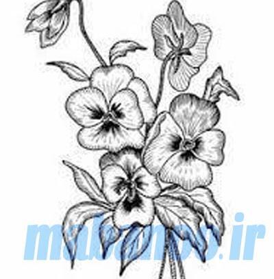 عکس نقاشی گل خام