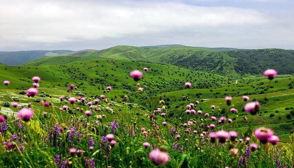 عکس دخترانه گل در دست
