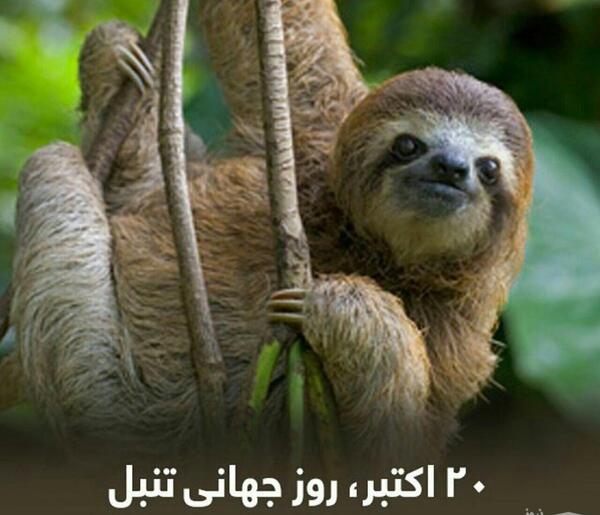 عکس روز جهانی تنبلی