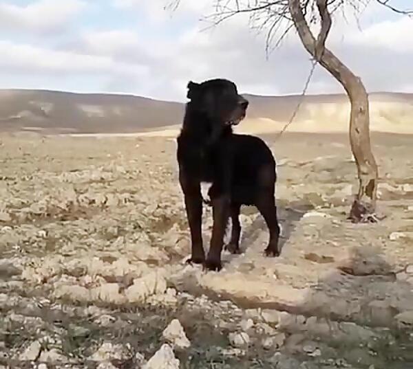 عکس سگ سرابی سیاه وحشی
